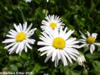 English or lawn daisy (<em>Bellis perennis</em>)