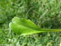 English or lawn daisy (<em>Bellis perennis</em>)