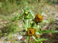 purplestem beggar's-ticks (<em>Bidens connata</em>)