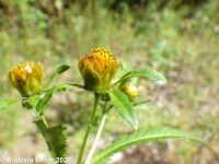 purplestem beggar's-ticks (<em>Bidens connata</em>)