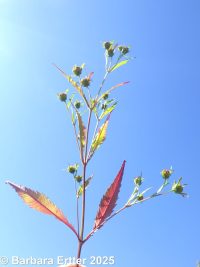 purplestem beggar's-ticks (<em>Bidens connata</em>)