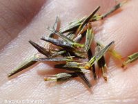 purplestem beggar's-ticks (<em>Bidens connata</em>)