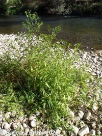 purplestem beggar's-ticks (<em>Bidens connata</em>)