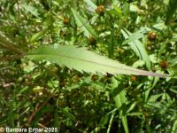 purplestem beggar's-ticks (<em>Bidens connata</em>)