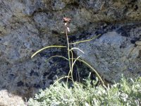 hairystem rockcress (<em>Boechera pauciflora</em>)