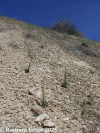 hairystem rockcress (<em>Boechera pauciflora</em>)