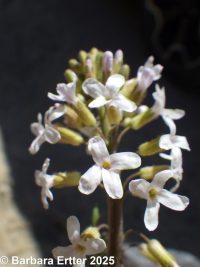 hairystem rockcress (<em>Boechera pauciflora</em>)
