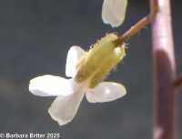 Boechera pauciflora