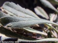 hairystem rockcress (<em>Boechera pauciflora</em>)