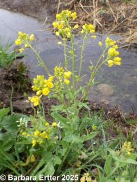 field mustard (<em>Brassica rapa</em>)