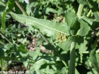 field mustard (<em>Brassica rapa</em>)