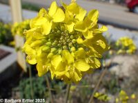field mustard (<em>Brassica rapa</em>)