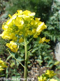 field mustard (<em>Brassica rapa</em>)