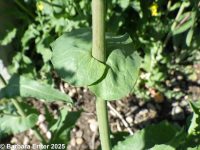 field mustard (<em>Brassica rapa</em>)