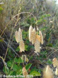 rattlesnake brome (<em>Bromus briziformis</em>)