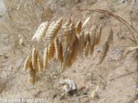 rattlesnake brome (<em>Bromus briziformis</em>)
