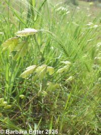 rattlesnake brome (<em>Bromus briziformis</em>)