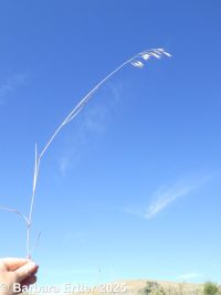meadow brome (<em>Bromus commutatus</em>)