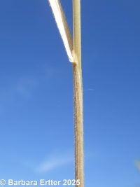 meadow brome (<em>Bromus commutatus</em>)