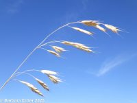 meadow brome (<em>Bromus commutatus</em>)