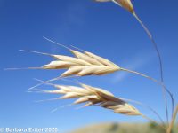 meadow brome (<em>Bromus commutatus</em>)