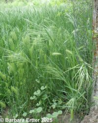 ripgut brome (<em>Bromus diandrus</em>)