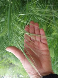 ripgut brome (<em>Bromus diandrus</em>)