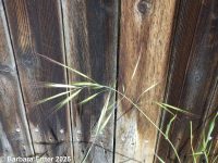ripgut brome (<em>Bromus diandrus</em>)