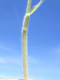 soft brome or chess (<em>Bromus hordeaceus</em>)