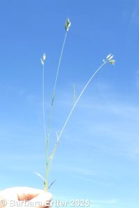 soft brome or chess (<em>Bromus hordeaceus</em>)