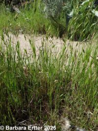soft brome or chess (<em>Bromus hordeaceus</em>)