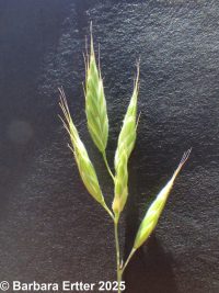 soft brome or chess (<em>Bromus hordeaceus</em>)