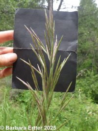 smooth brome (<em>Bromus inermis</em>)