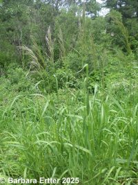 smooth brome (<em>Bromus inermis</em>)