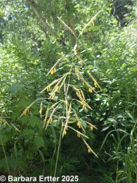 smooth brome (<em>Bromus inermis</em>)