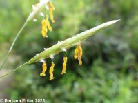 smooth brome (<em>Bromus inermis</em>)