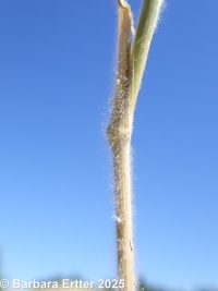 Japanese brome (<em>Bromus japonicus</em>)