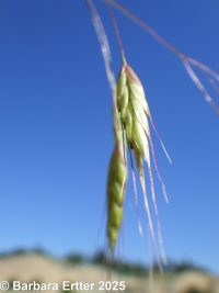 Japanese brome (<em>Bromus japonicus</em>)