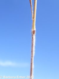 Japanese brome (<em>Bromus japonicus</em>)