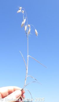 Japanese brome (<em>Bromus japonicus</em>)