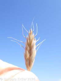 Japanese brome (<em>Bromus japonicus</em>)