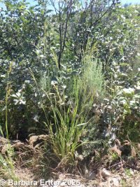 mountain brome (<em>Bromus sitchensis var. marginatus</em>)