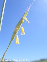 mountain brome (<em>Bromus sitchensis var. marginatus</em>)