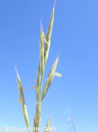 mountain brome (<em>Bromus sitchensis var. marginatus</em>)