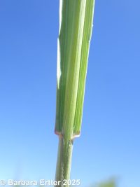mountain brome (<em>Bromus sitchensis var. marginatus</em>)