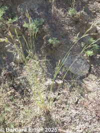 mountain brome (<em>Bromus sitchensis var. marginatus</em>)