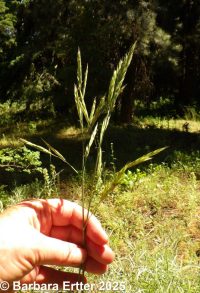 mountain brome (<em>Bromus sitchensis var. marginatus</em>)