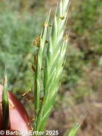 mountain brome (<em>Bromus sitchensis var. marginatus</em>)