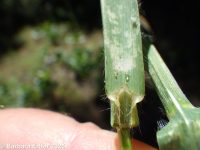 mountain brome (<em>Bromus sitchensis var. marginatus</em>)