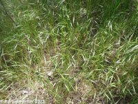 barren brome (<em>Bromus sterilis</em>)